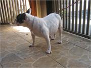 Cruzamento - Bob x Venus 019